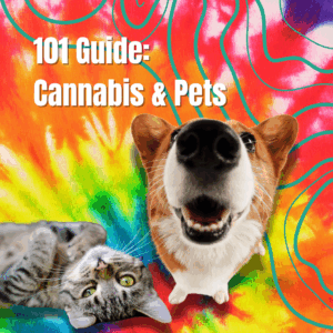 Cannabis and pets