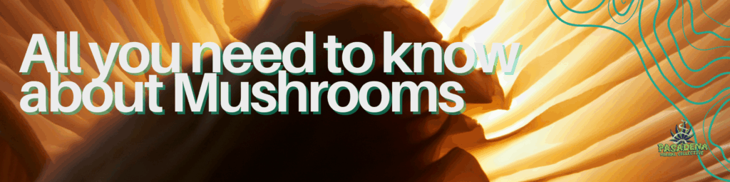 Mushrooms.